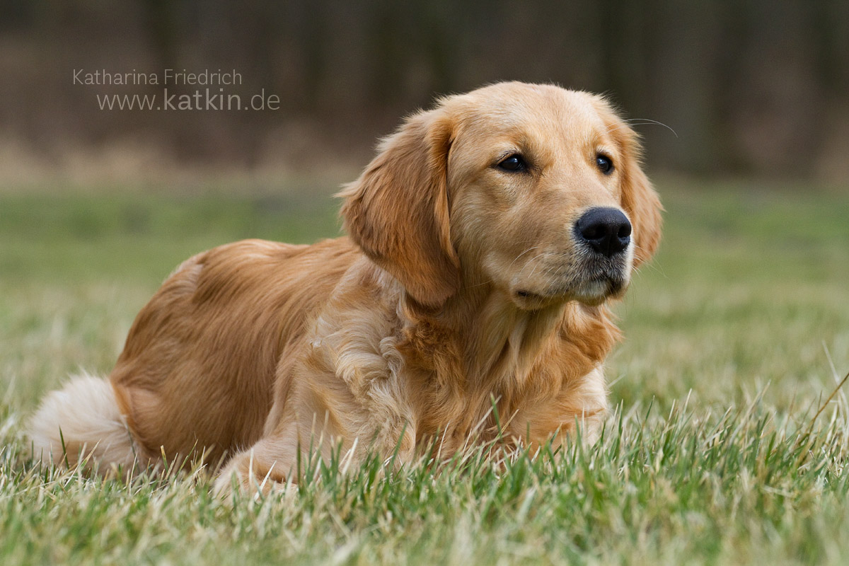 Everlasting Love Elena of Rimmlingen