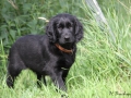 Grady als Welpe